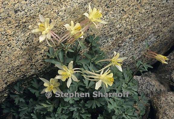 aquilegia pubescens 3 graphic